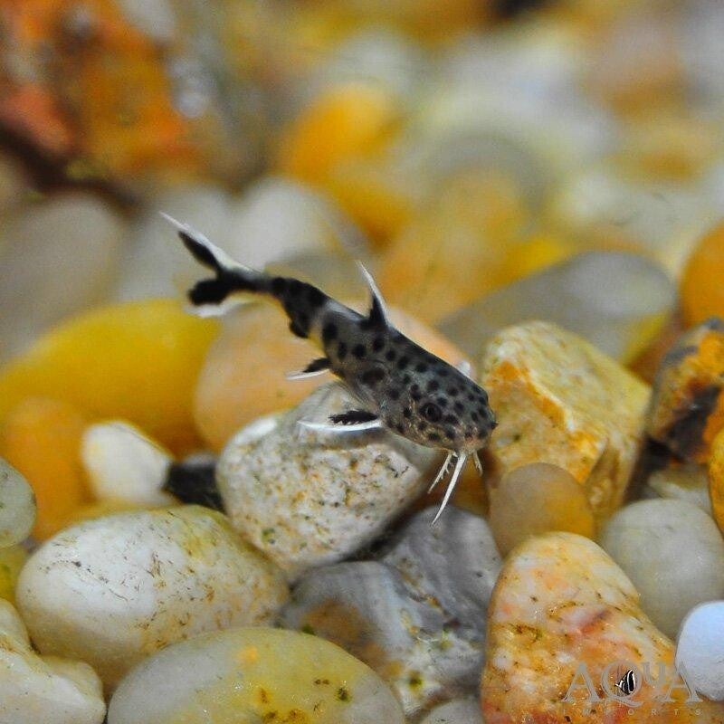 Synodontis petricola dwerg baardmeerval 2-3 cm