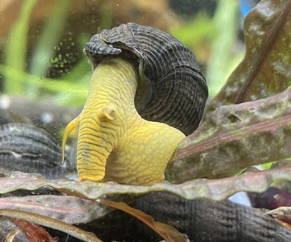 Tylomelania sp. Yellow Spotted rabbit snail-Sulawesi 3-6 cm