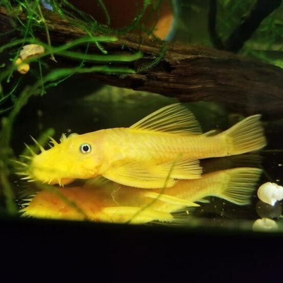L144 - Ancistrus Temminckii gold blue eyes 3-4 cm