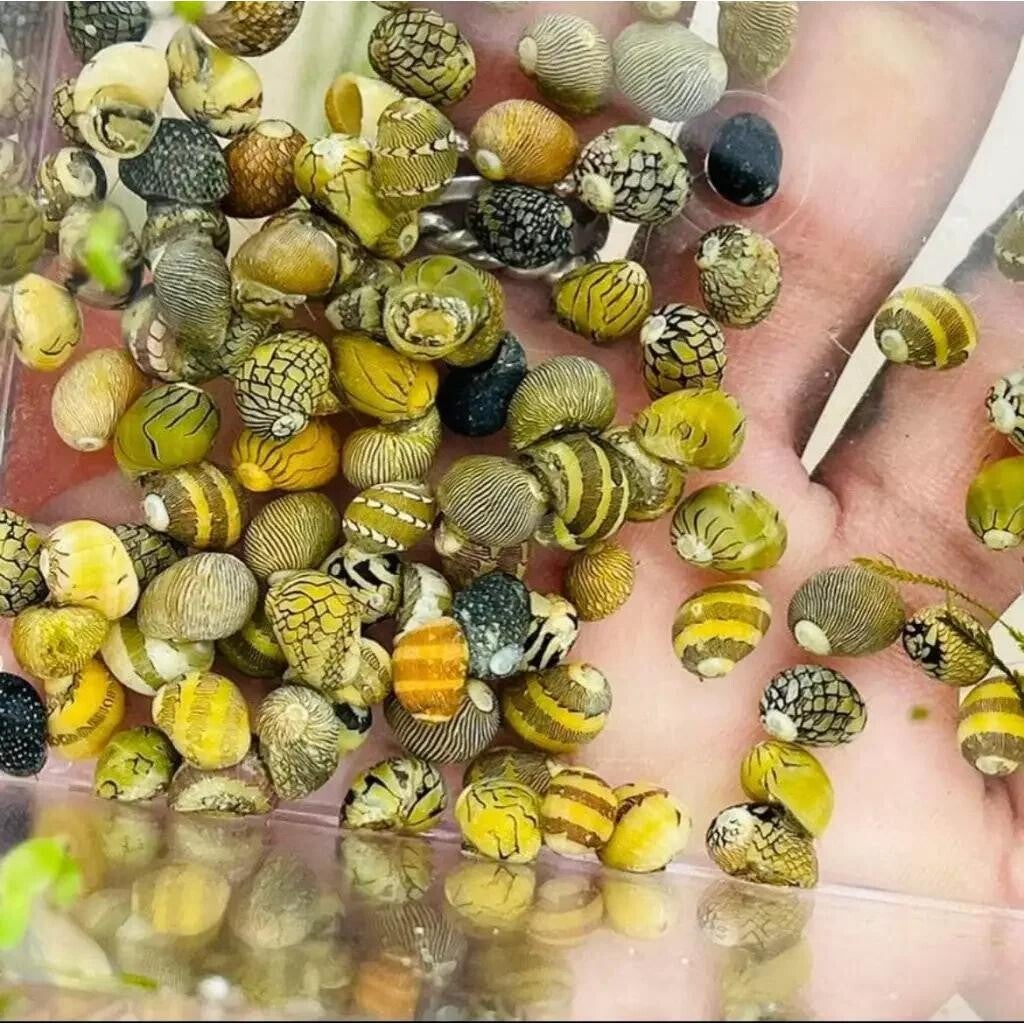 Neritina mini slakjes 0,5 cm