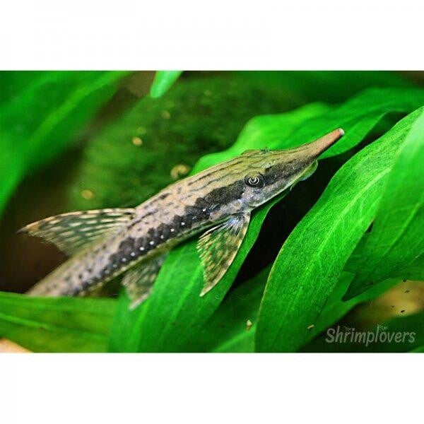 Sturisoma barbatus ML