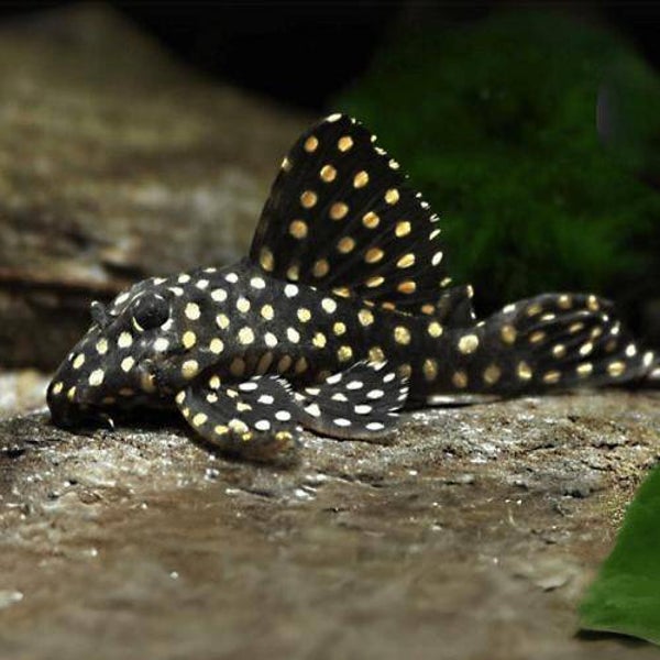 L201 Hypancistrus inspector 6 cm pleco Big spot M