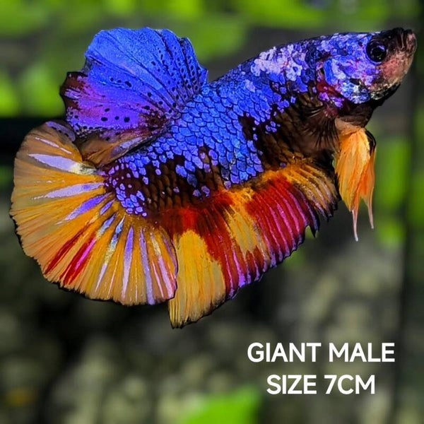 Betta Giant XXL Male - Reuzen Betta
