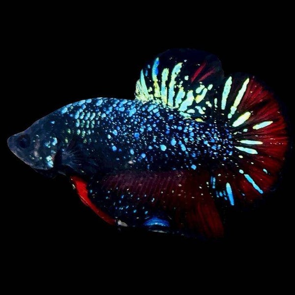 Betta Galaxy Male 4-5 cm