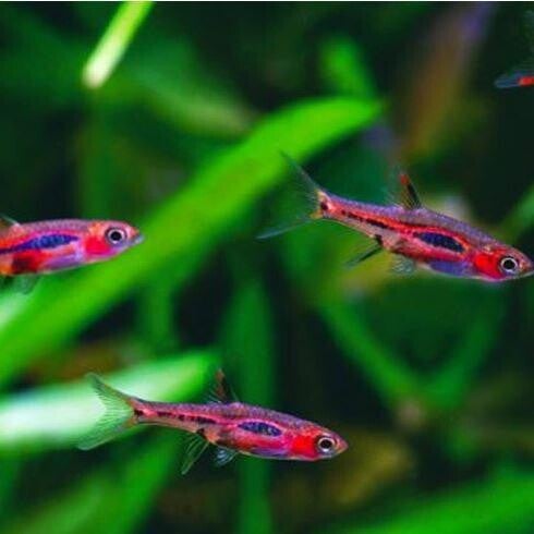 Boraras merah –Rasbora phoenix 1,5-2 cm