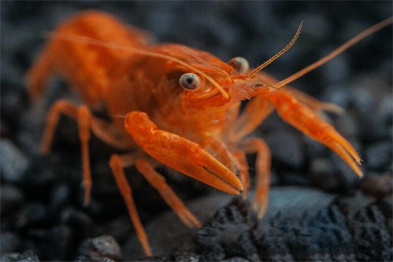 De mooiste CPO Oranje dwergkreeftje "Cambarellus patzcuarensis "