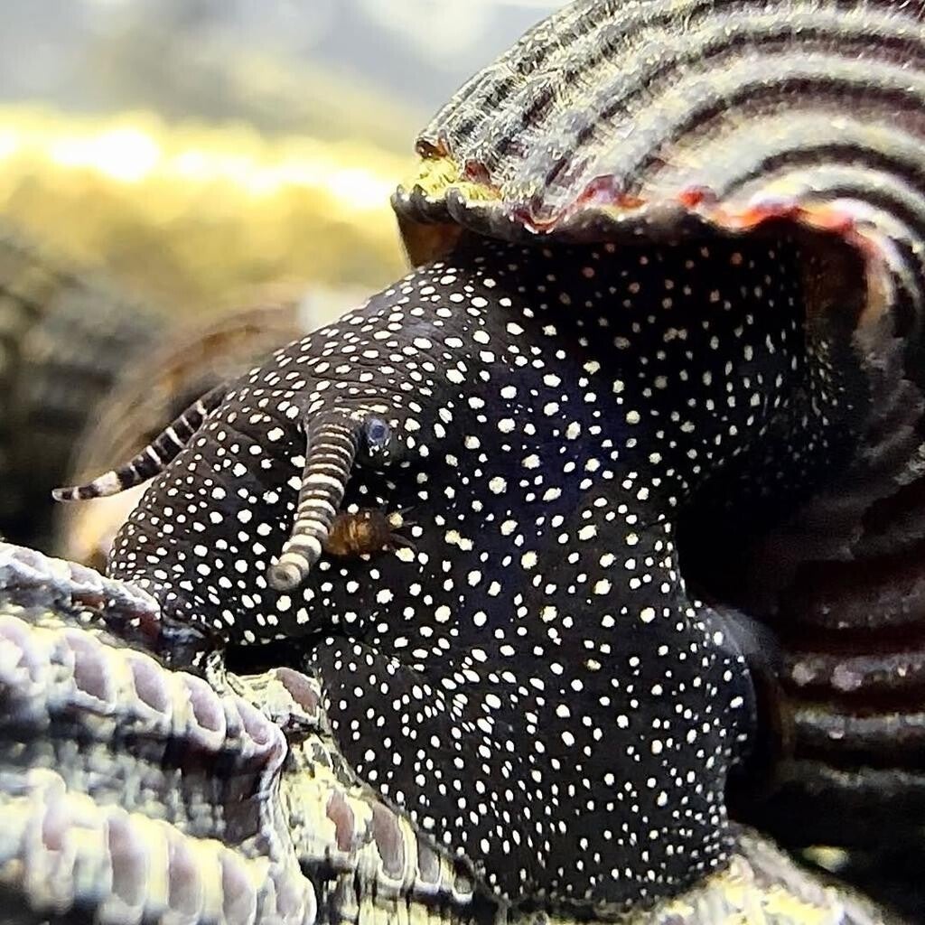 Tylomelania White rabbit Spotted snail 3-6 cm