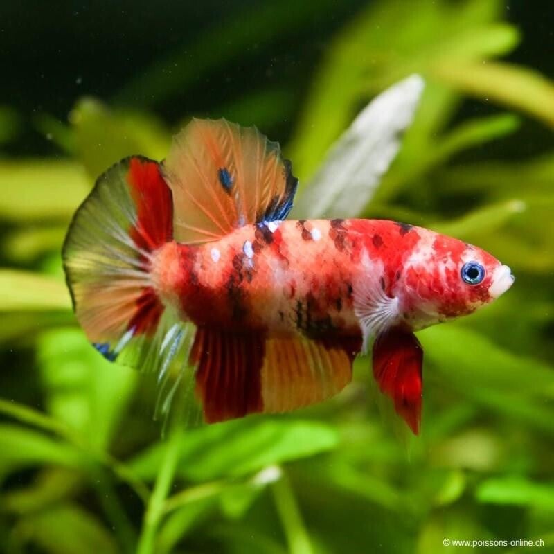 Betta Nemo Koi Male M