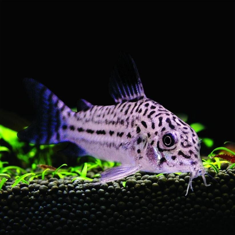 Corydoras Julii