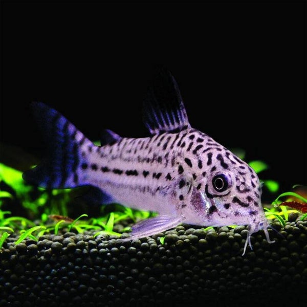 Corydoras Julii