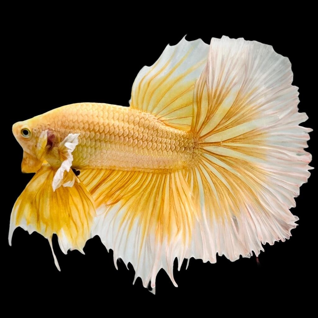 Betta Gold Male L