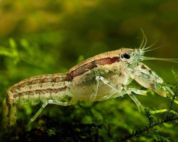 Cambarellus diminutus dwergkreeftjes
