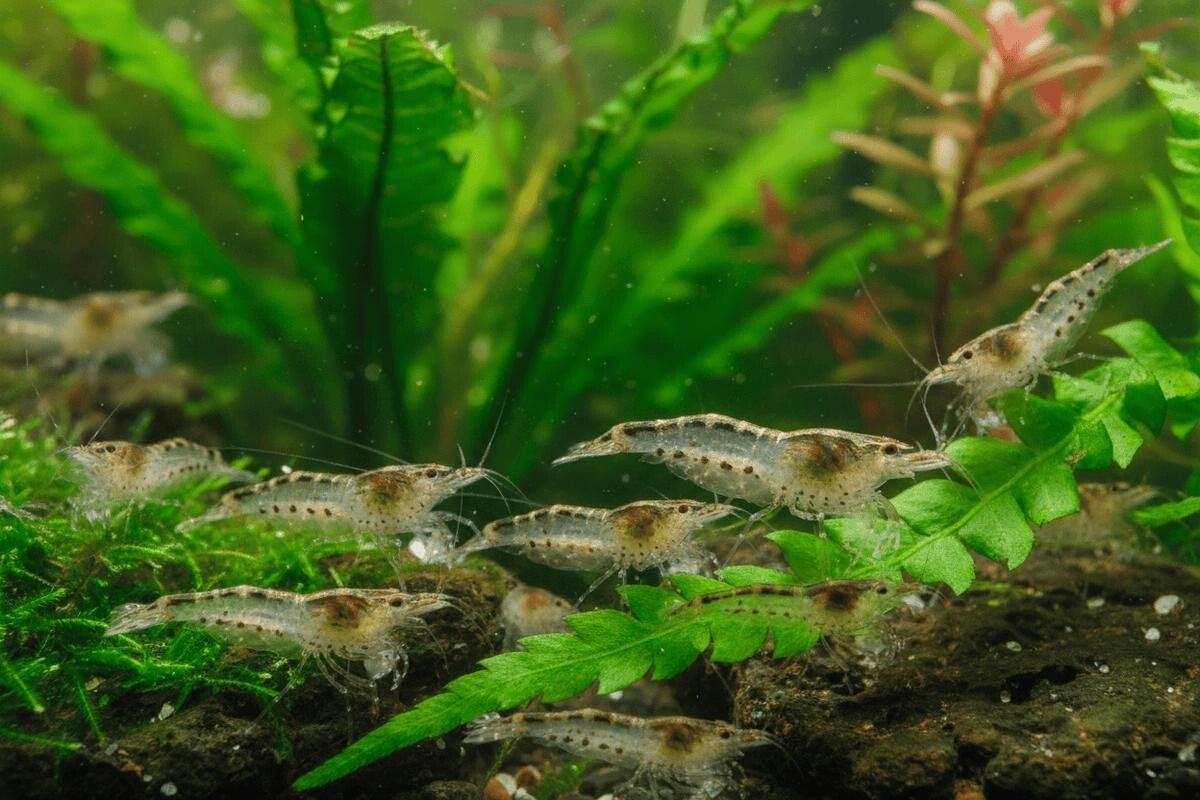 Japonica MINI-Japonica Taiwan garnalen (grotere) - Caridina Shrimp