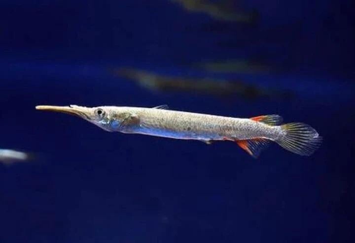 Halfsnavelbek Albino - Dermogenys pusilla "Albino"