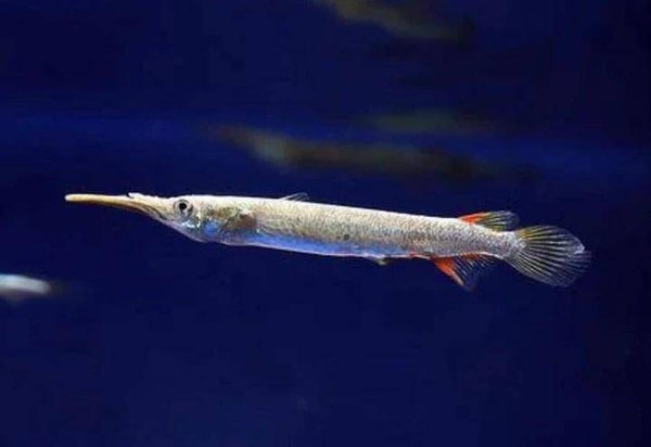 Halfsnavelbek Albino - Dermogenys pusilla "Albino"