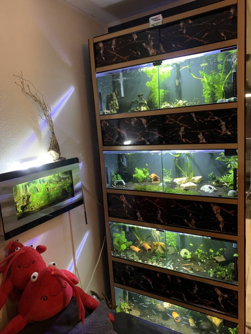 stelling vissen soest