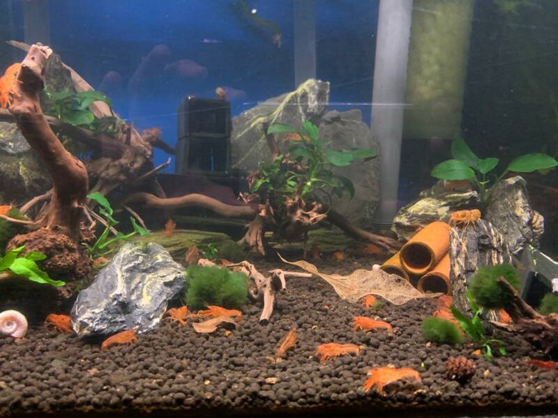 oranje cpo kreeftjes