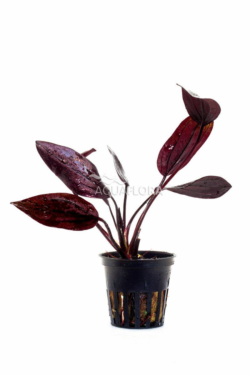 a-flame emer aquarium plant