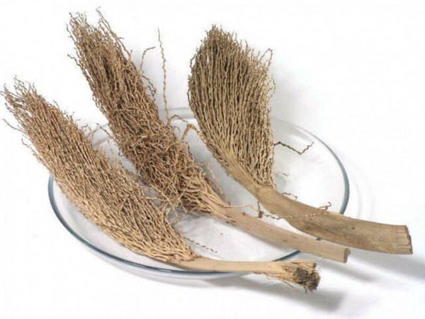 Palm Toorts 30-40 cm, per 2 stuks