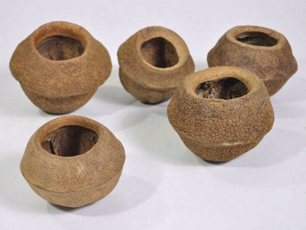 Sapucaia Pod 11-13 cm