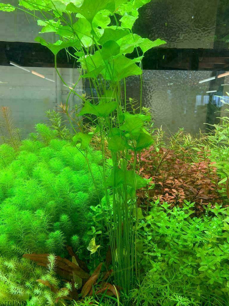 aquarium emer planten
