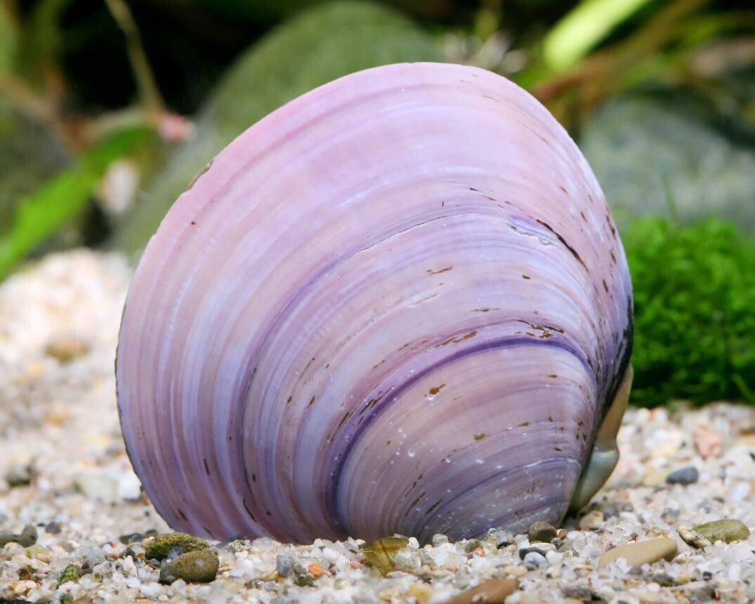 Jewel Clam- Bivalvia SP mossel - Juweel mossel