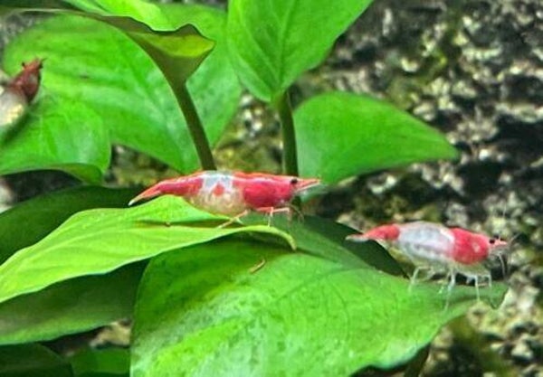 Rilli's Red garnalen