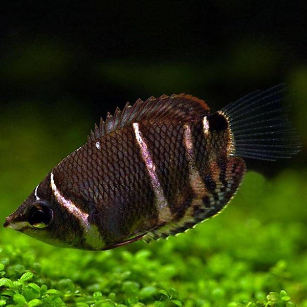Chocolade gourami - Spaerichthys osphromenoides