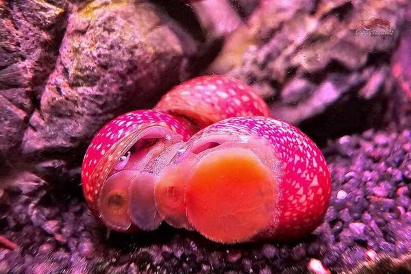 Pink Lady Pumpkin Snail random kleuren