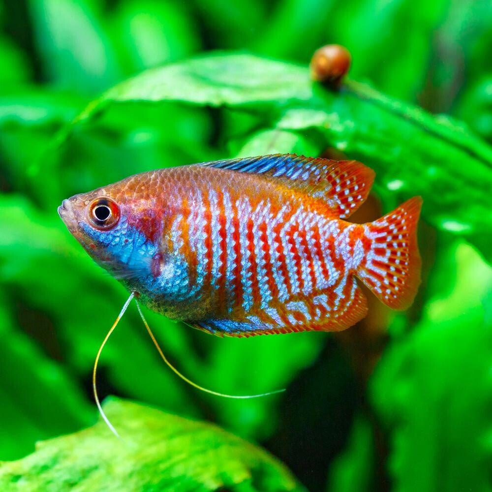 Gourami Colisa lalia blood red male, Cobalt blauw of vrouw