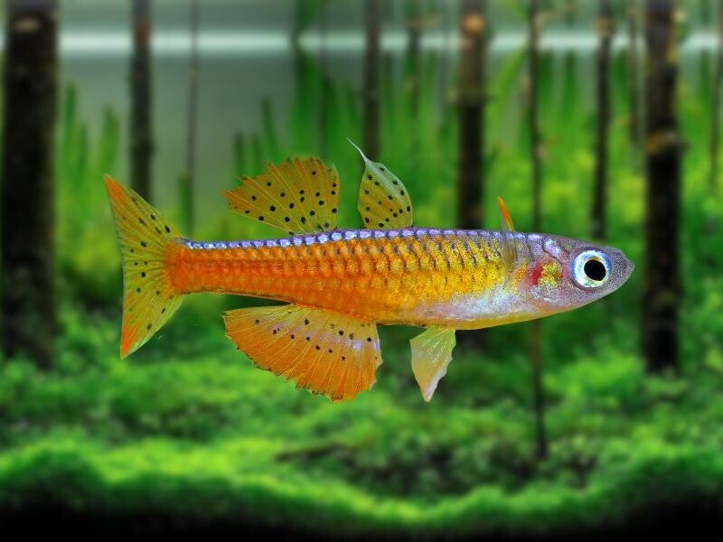 Pseudomugil paskai luminatus - Regenboogvis paskai - Iraanse rode neon regenboogvis