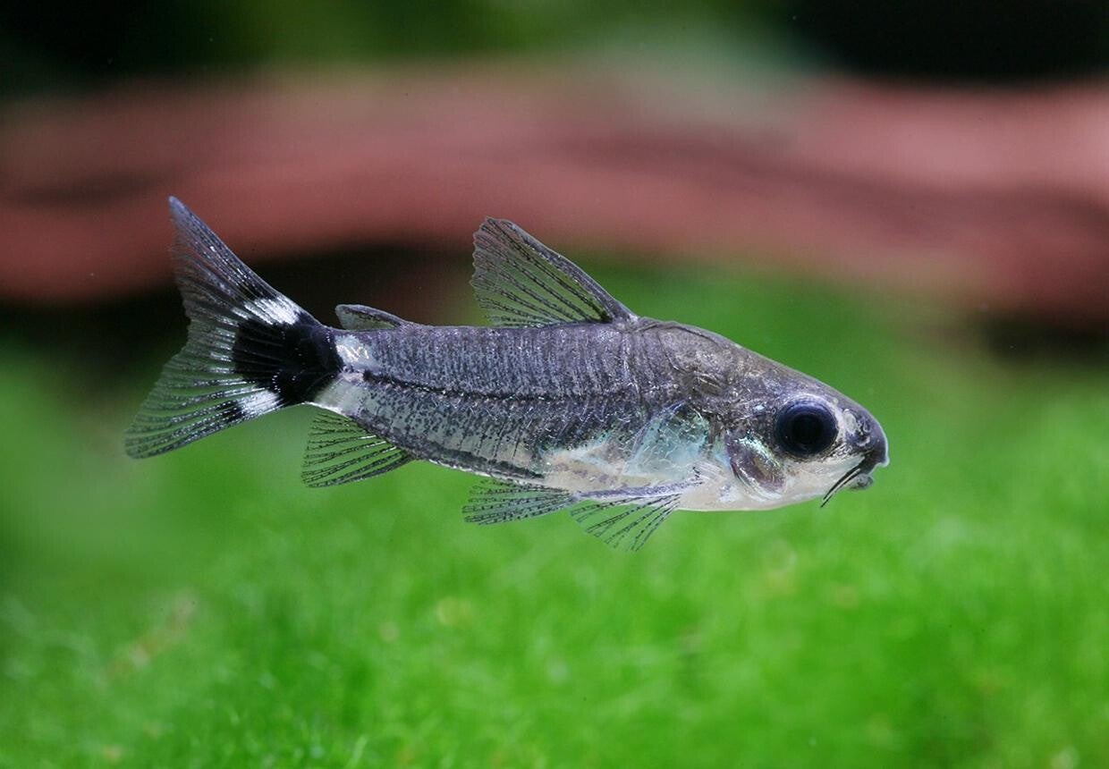 Corydoras hastatus – Dwergpantsermeerval (± 1,5 cm)
