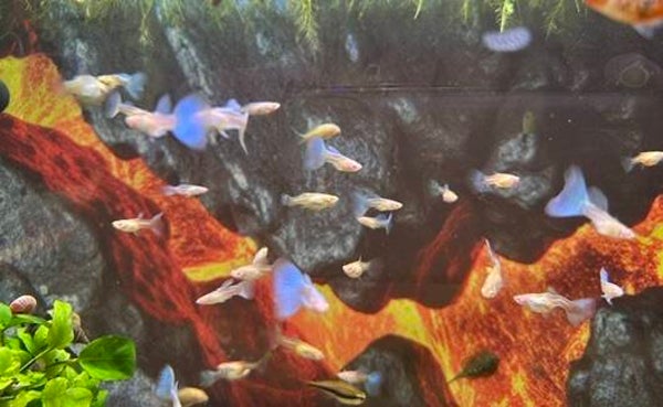 Blue Topaz Guppy (man-vrouw)