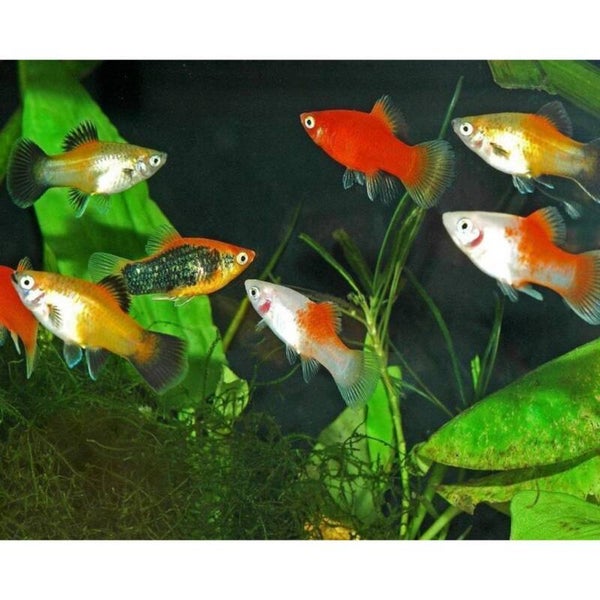Glowlight Platy mix