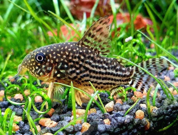 Corydoras Sterbai