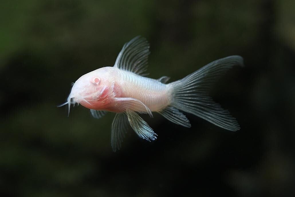 Corydoras Albino Longfin