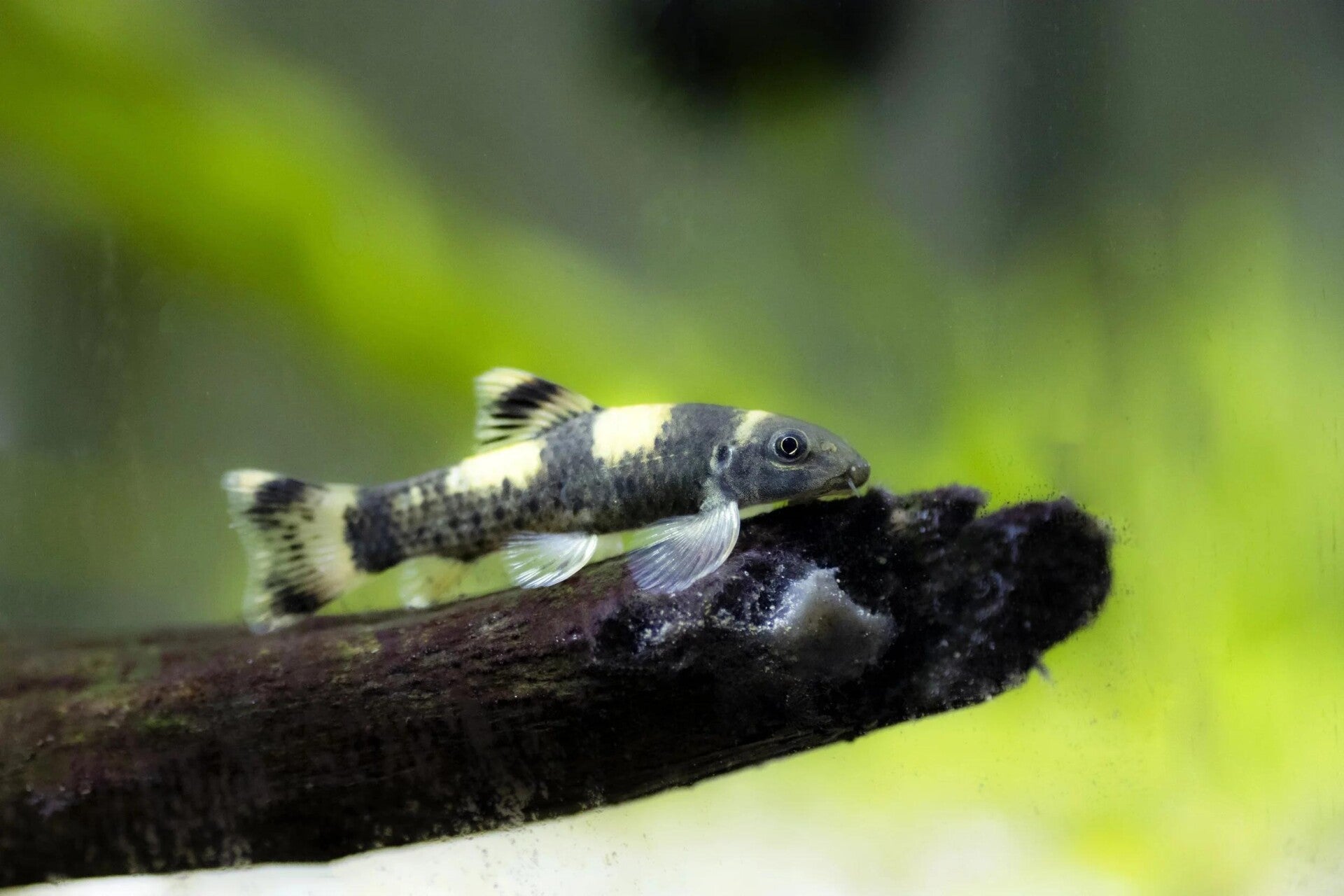 Garra Flavatra S Panda Garra 2-3 cm