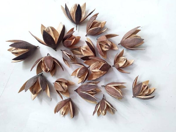 Wild Lily Flower 4 cm 3 stuks
