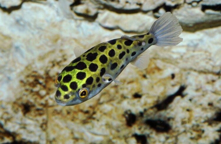 Green Spotted Puffer (Brakwater Kogelvis) 7 cm