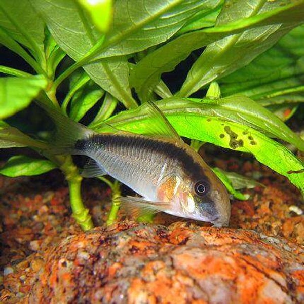 Corydoras Arcuatus