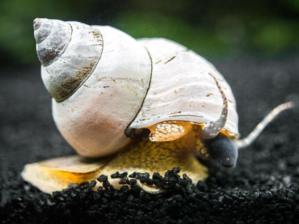 White Wizard Snail - Witte tovenaarslak - Filopaludina Martensi
