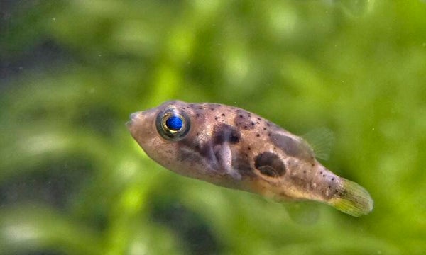 Indische dwergkogelvis – Carinotetraodon travancoricus – 3 cm - Puffer Dwarf Indian