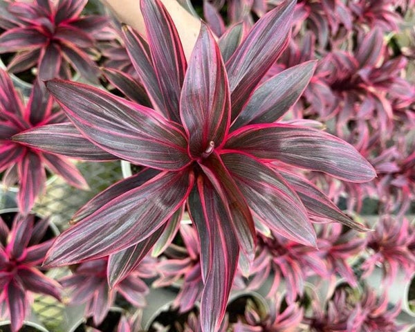 Cordyline Red Edge – Kleurrijke blikvanger voor paludarium en terrarium