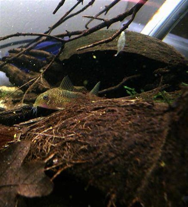 Corydoras Similis – gevlekte pantsermeerval
