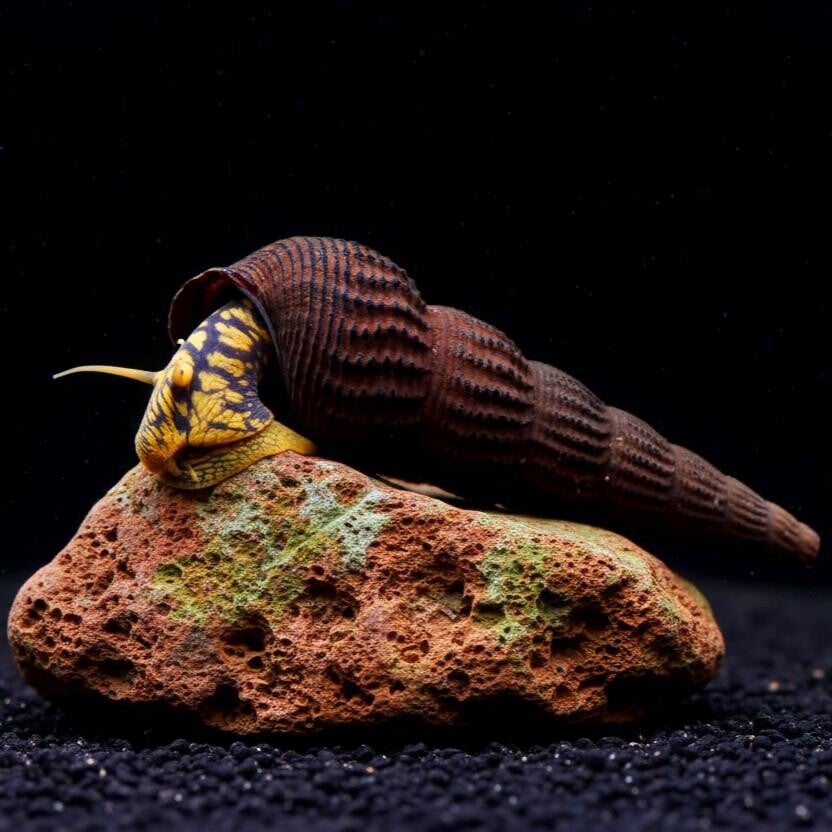 Tylomelania Golden rabbit Spotted snail 3-6 cm