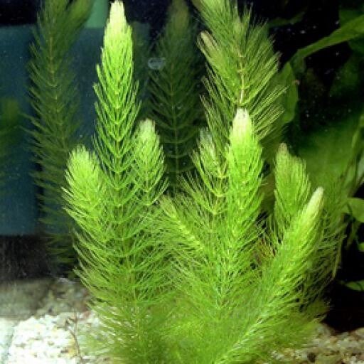 Hoornblad – Ceratophyllum demersum per bosje van enkele stengels