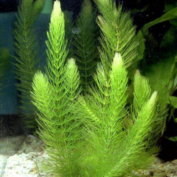 Hoornblad – Ceratophyllum demersum per bosje van enkele stengels