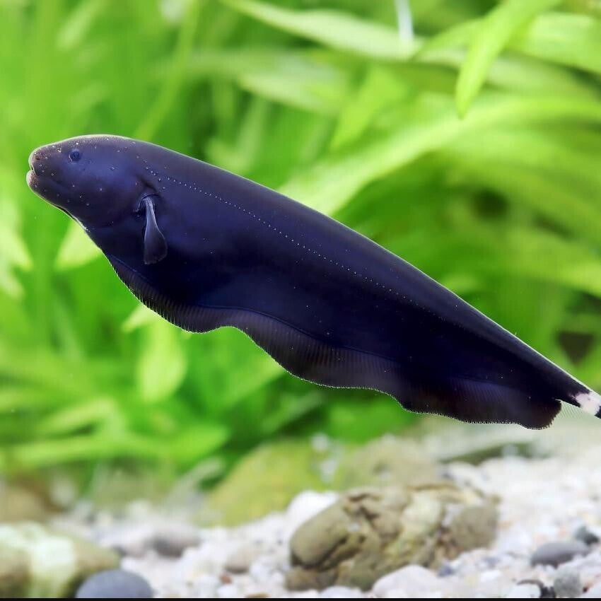 Apteronotus albifrons – Black Ghost Knifefish 6,5 cm