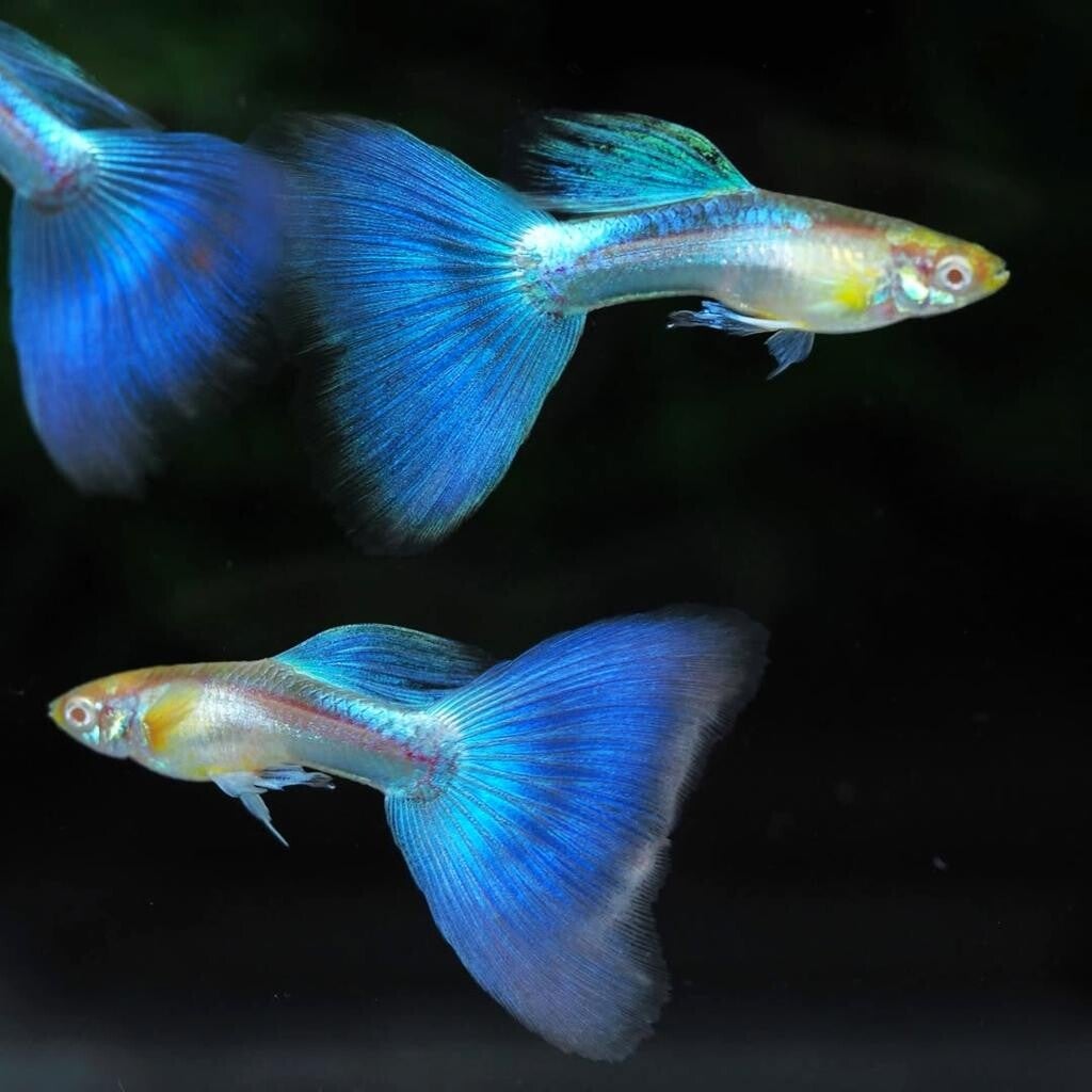 Blue Topaz Guppy (man-vrouw)