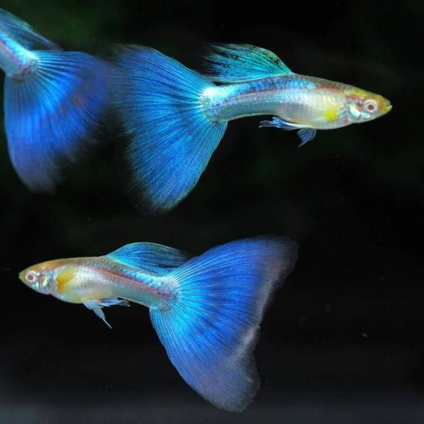 Blue Topaz Guppy (man-vrouw)